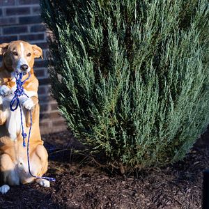 Bilder Die Hunde-Gang – Helden auf vier Pfoten