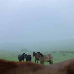 Bilder Stille Beobachter