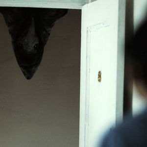 Bilder The Harbinger - Träume des Grauens