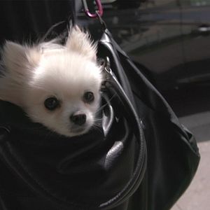 Bilder Nicht ohne meine Tiere