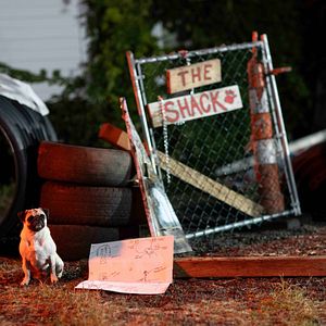 Bilder Die Hunde-Gang – Helden auf vier Pfoten