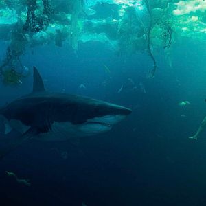 Bilder Im Wasser der Seine