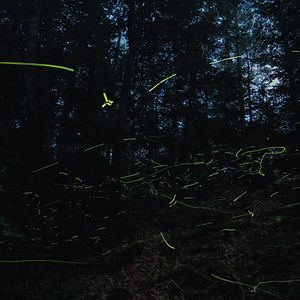 Bilder Insekten - Helden im Verborgenen