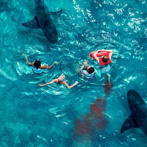 Bilder Something In The Water