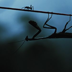 Bilder Insekten - Helden im Verborgenen