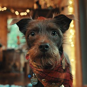 Bilder Was Hunde denken