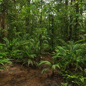 Bilder Patrol – Auf Patrouille durch den Regenwald