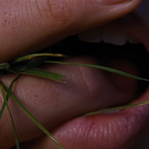 Bilder "Wuthering Heights" - Sturmhöhe