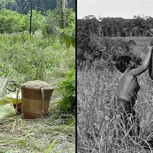 Bilder We Are The Fruits Of The Forest