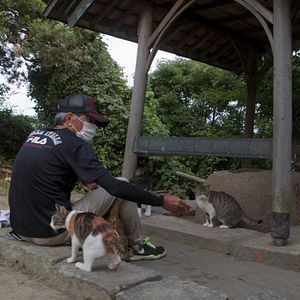 Bilder Die Katzen vom Gokogu-Schrein