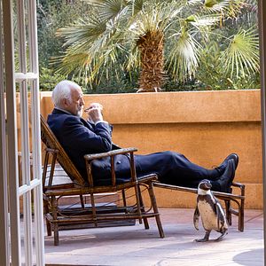 Bilder Der Pinguin meines Lebens