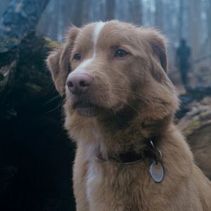 Bilder Good Boy - Trust His Instincts