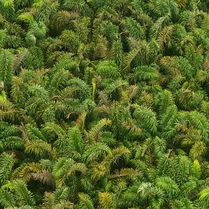 Bilder Patrol – Auf Patrouille durch den Regenwald