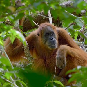 Bilder Das geheime Leben der Orang-Utans