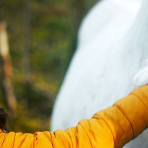 Bilder Das Geheimnis des Einhorns