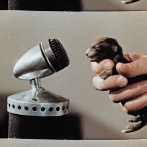 Bilder Bestiari, erbari, lapidari