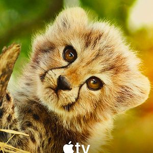 Bilder Für die Wildnis geboren