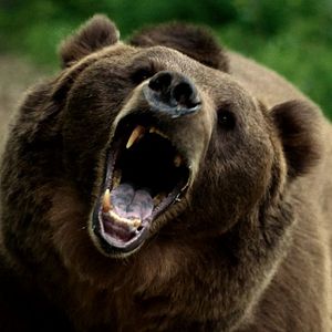 Bilder No Escape - Grizzly Night