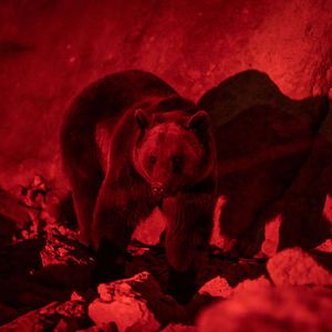 Bilder Savage Hunt - Blutige Jagd