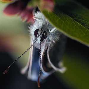 Bilder Insekten - Helden im Verborgenen