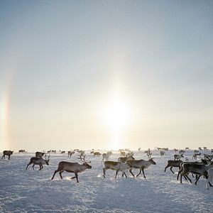 Bilder Das Leuchten der Rentiere