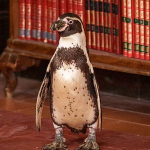 Bilder Baba and Richard 