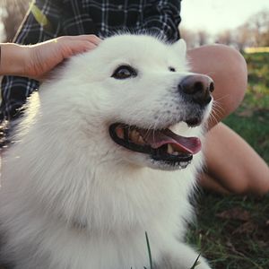 Bilder Was Hunde denken