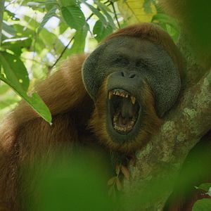 Bilder Das geheime Leben der Orang-Utans