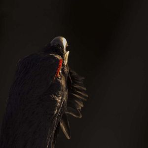 Bilder Das Flüstern der Wälder