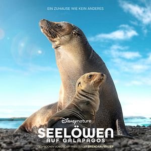 Bilder Seelöwen auf Galápagos