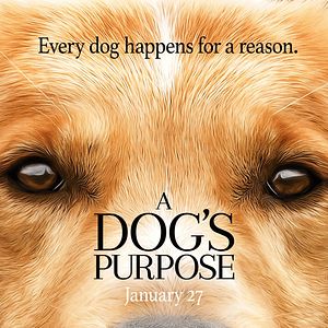 Bilder Bailey - Ein Freund fürs Leben