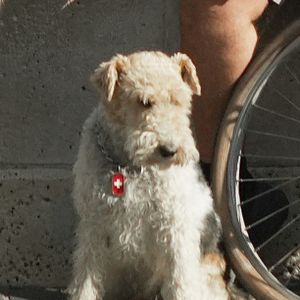 Bilder Lucky 