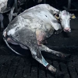 Bilder Food For Profit