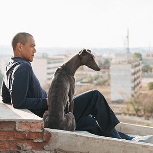 Bilder Black Dog - Weggefährten