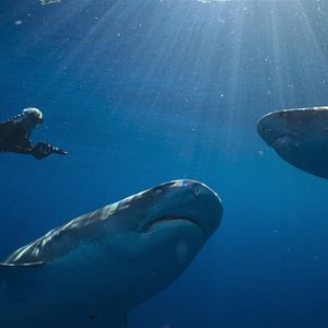 Bilder Die Haiflüsterin