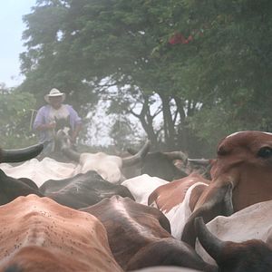 Bilder Wir, die Wolfs