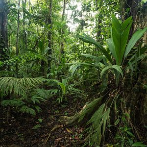 Bilder Patrol – Auf Patrouille durch den Regenwald