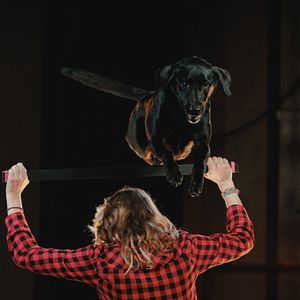 Bilder Was Hunde denken