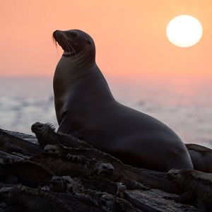 Bilder Seelöwen auf Galápagos
