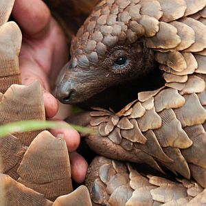 Bilder Pangolin: Kulus Weg