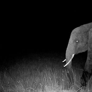 Bilder Ghost Elephants - Die Geister im Hochland Angolas