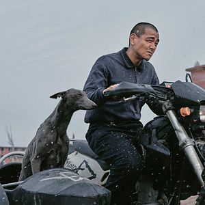 Bilder Black Dog - Weggefährten