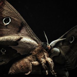 Bilder Insekten - Helden im Verborgenen