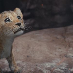 Bilder Mufasa: Der König der Löwen