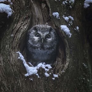 Bilder Das Flüstern der Wälder