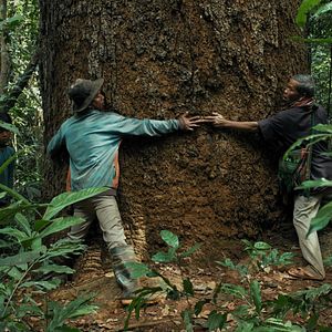 Bilder We Are The Fruits Of The Forest