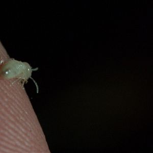 Bilder Die Familie mit dem umgekehrten Düsenantrieb - Crazy Family