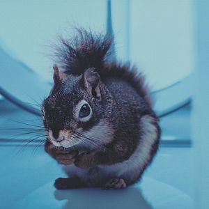 Bilder Das Eichhörnchen