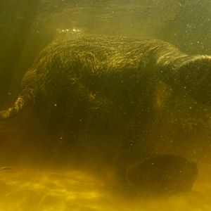 Bilder Ghost Elephants - Die Geister im Hochland Angolas