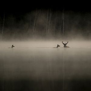 Bilder Das Flüstern der Wälder